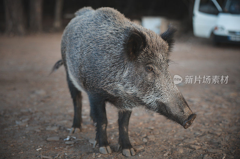 野猪(Sus scrofa)，欧亚野猪